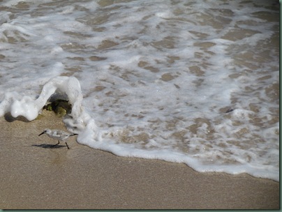 Seabird avoiding the waves
