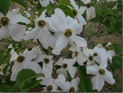 Dogwood Blooms