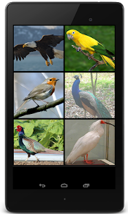 Birds Sounds for Bird(圖5)-速報App
