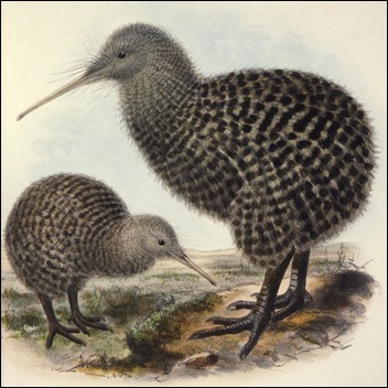 kiwi Apteryx haastii en Apterix owenii
