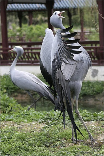 paradijskraanvogel1