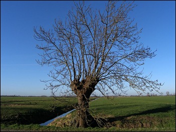 De Polder Willige Langerak, onderdeel van de Lopikerwaard.