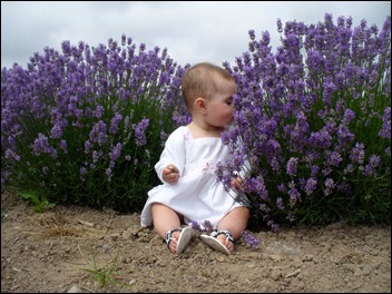 Lavender smells good!!!