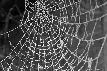 Spider_Web