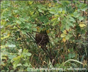 Common-dormouse-nest