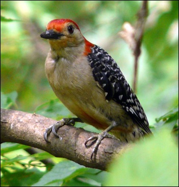 Red-Bellied-Woodpecker