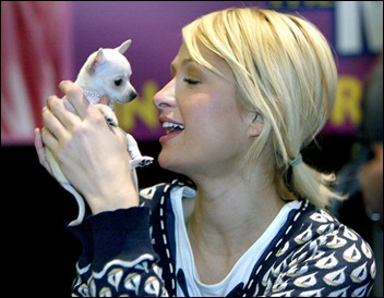 Paris Hilton holds "Diamond," a Chihuahua