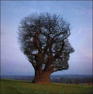 tree_illusion