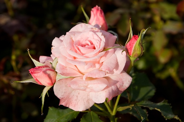 [Bridal_pink__morwell_rose_garden5.jpg]