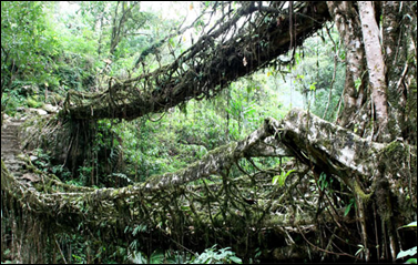 root bridge