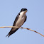 Pearl-breasted swallow