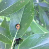 lady bug in pupal state