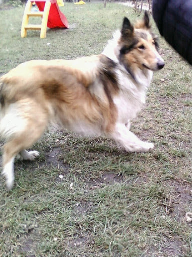 collie_gye.jpg