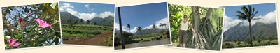 View Maui Tropical plantation