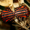 Red-black Shieldbug,Percevejo
