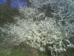 Blackthorn in blossom - produces sloe