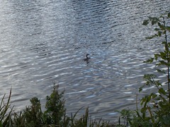Great Crested Grebe 2