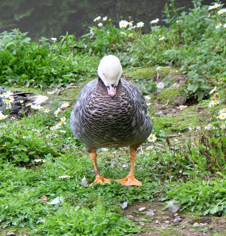 [Bird of pray - Emperor Goose in  reflective mood[2].jpg]