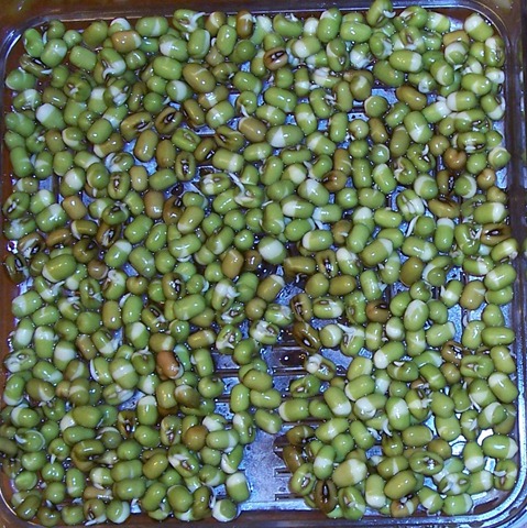 [Mung beans - after 12 hours in the sprouting tray[2].jpg]