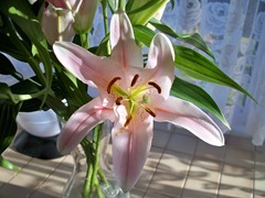 Lily Sweet Fragrance