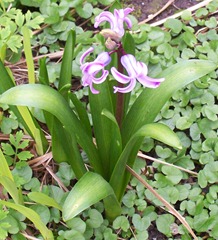 Dark Pink Hyacinth