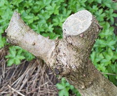 Lilac stump - sawn off in late Autumn