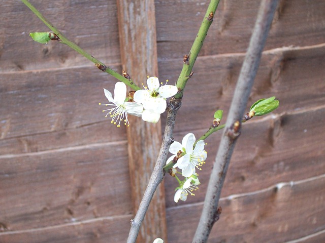 [Plum blossom - April[2].jpg]