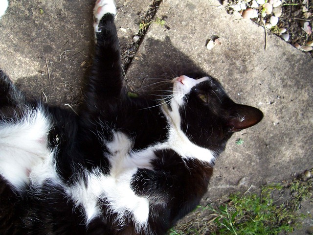 [Cat watching the cat mint - catnip grow . . .[5].jpg]