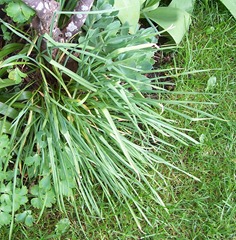 Garlic planted at the base of a rose bush