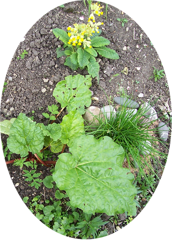 [rhubarb, chives and a cowslip[3].png]