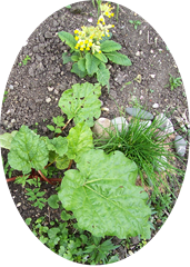 rhubarb, chives and a cowslip