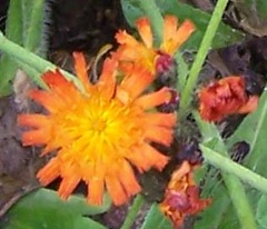 Fox-and-cubs - small picture