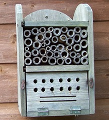 Leaf-cutter bee cleaning bamboo chamber - facing forwards