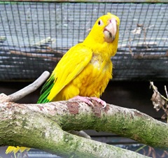 Rare - bright yellow macaw from Chile