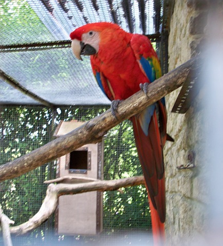 [Red Parrot[4].jpg]