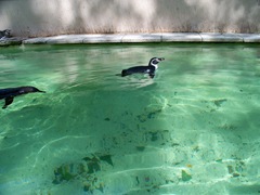 Humbold Penguins  swimming