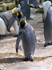 King Penguins dozing