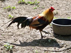 Golden cockerel