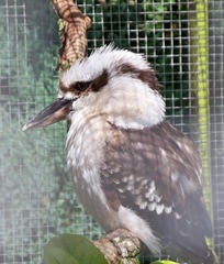 Kookaburra aka Laughing Jackass - belongs to the Kingfisher family - carnivorous