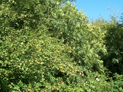 Crab apples - wild apple trees in England