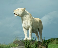 White lion - female