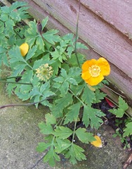 Perennial poppy – usually known as either ‘the Welsh poppy’ or ‘the Scottish poppy’