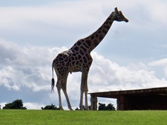Male giraffe - in the distance