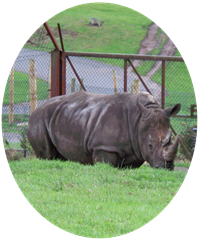 Two horned rhinoceros