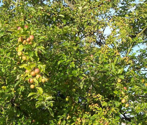 [Two sizes of Crabb apples on the same tree[4].jpg]