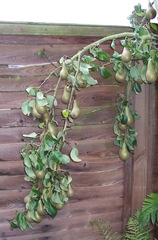 Conference Pear Tree branch