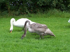 Swans - the cob with a cygnet