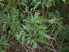 Leaves of the Elder var - lace leaf elderberry