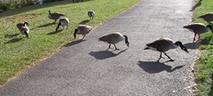 A gaggle of Canada geese