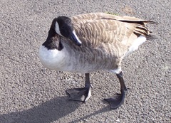 Solitary Canada goose